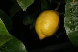Citrus x limon RCP2-10 081.jpg